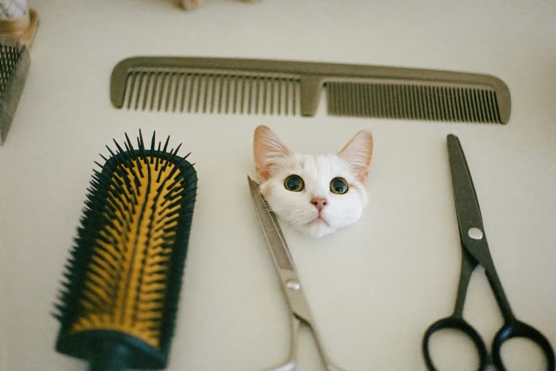 Grooming combs, brushes, scissors and clippers laid out on a pale worktop